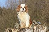 CAVALIER KING CHARLES 353